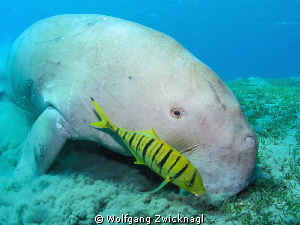 Dugong encounter at Marsa Alam by Wolfgang Zwicknagl 